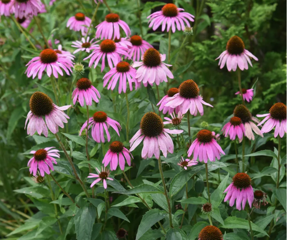 Pink perennials