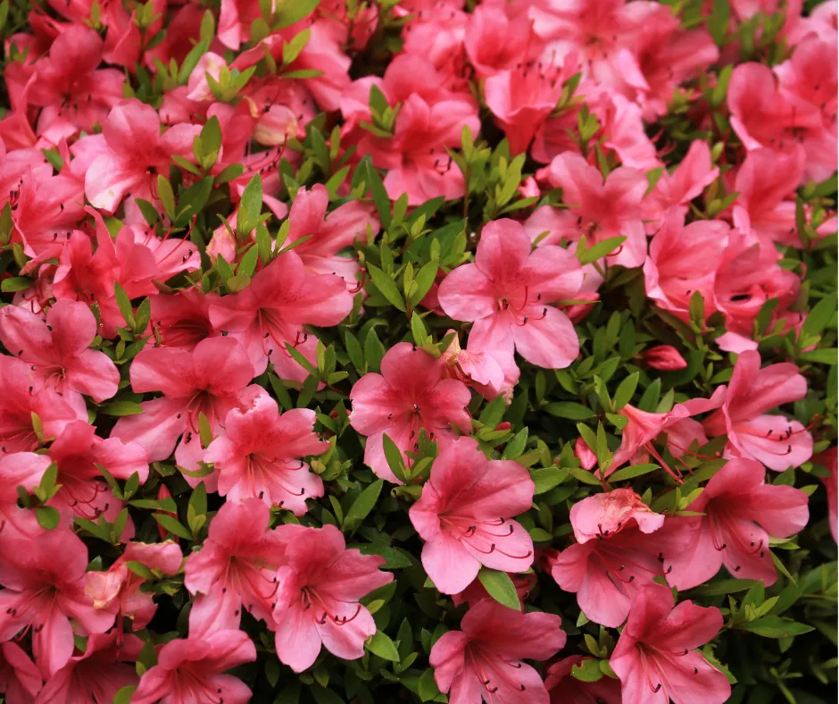 pink flowering shrubs