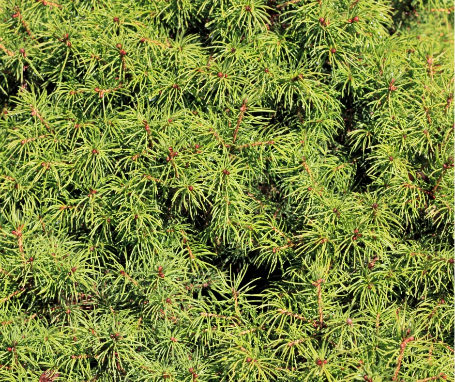 Small evergreens