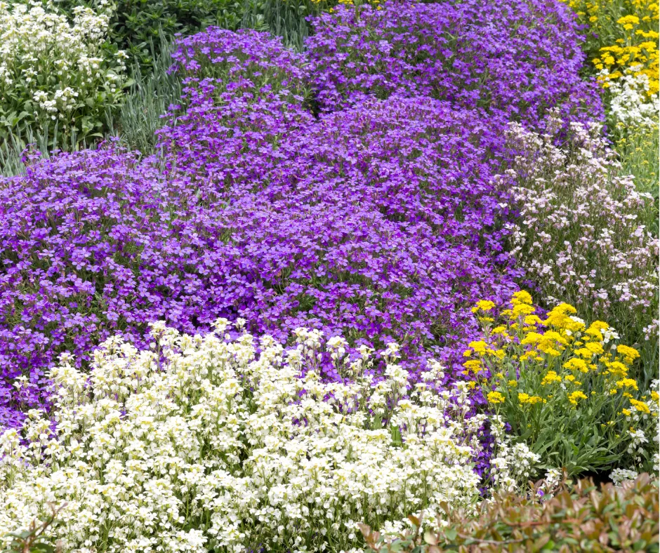 Purple, white, and yellow cover plantings