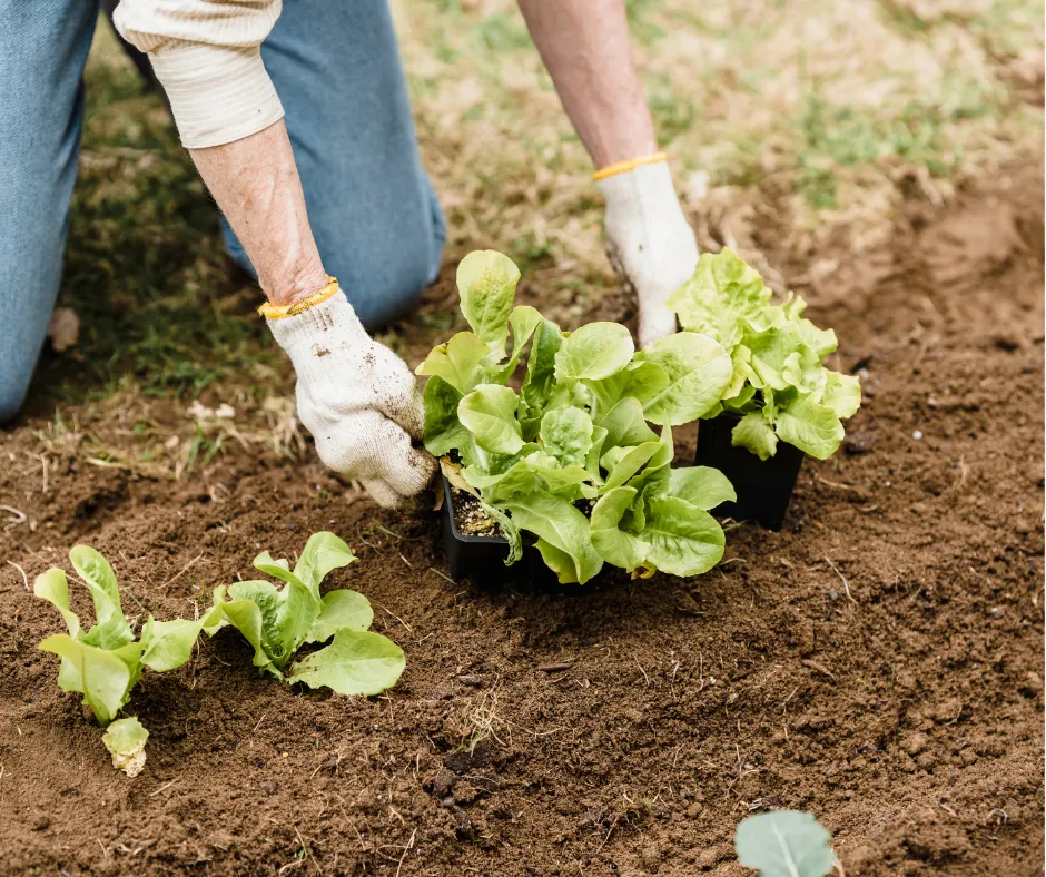 Foundation plantings