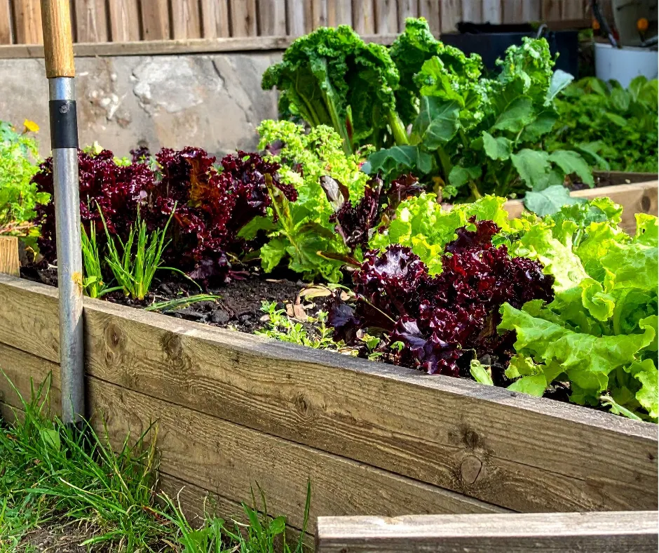 New Garden Bed Installations
