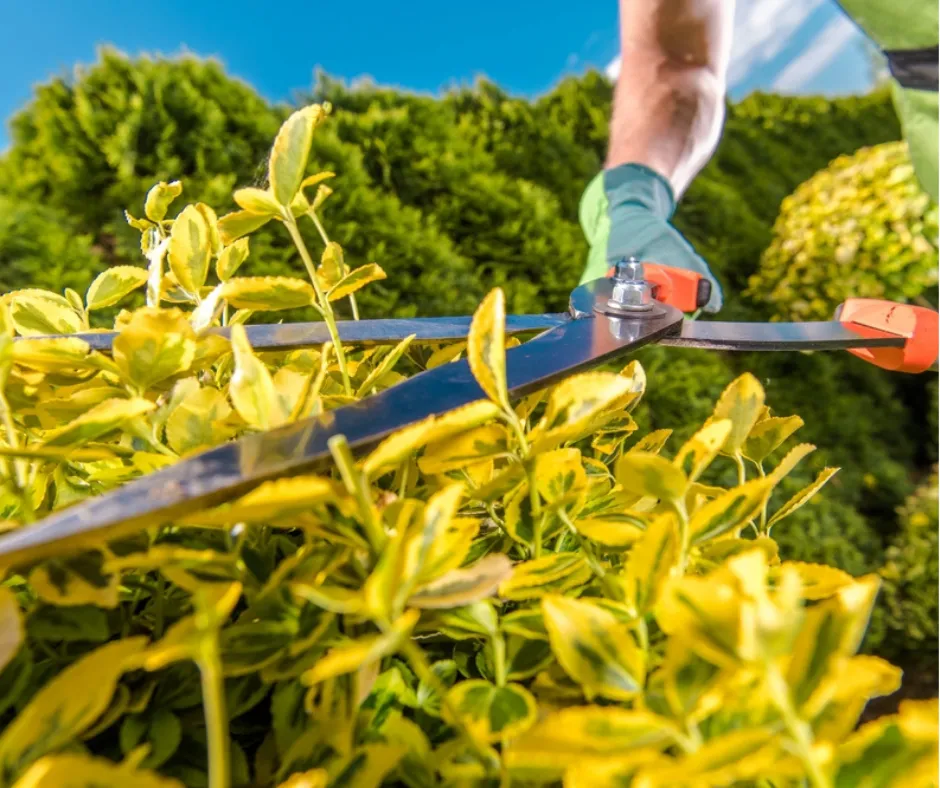 Landscaper using hedge clippers on yellow plants