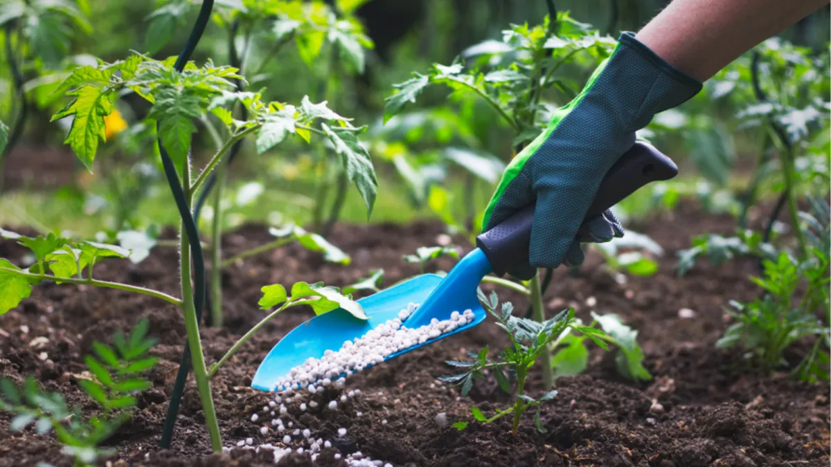 Fertilizer being added to soil with plants