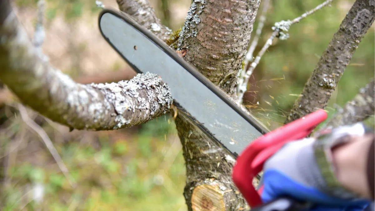 Chainsaw cutting branches off small tree