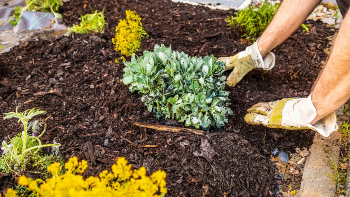 Mulch planted in flower bed