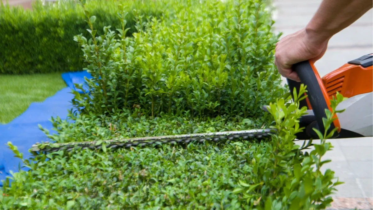 Bush being trimmed by tree trimmer