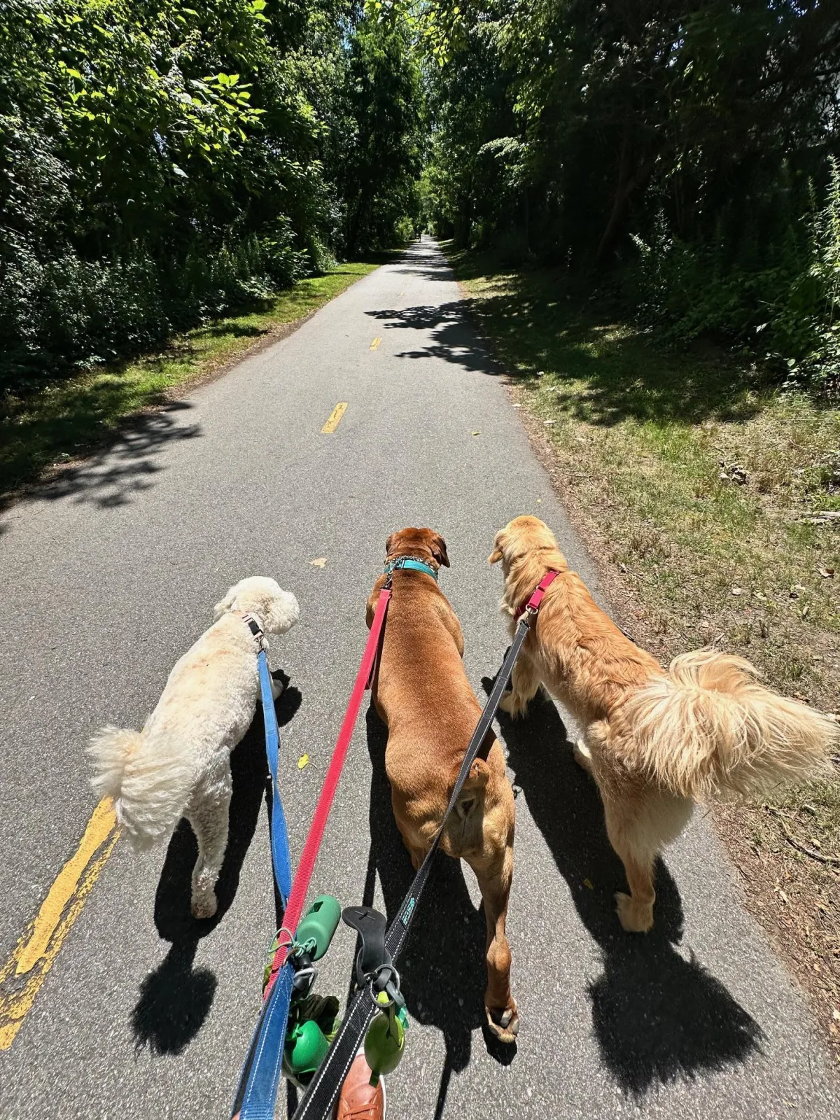 short-coat white and brown dog during daytime