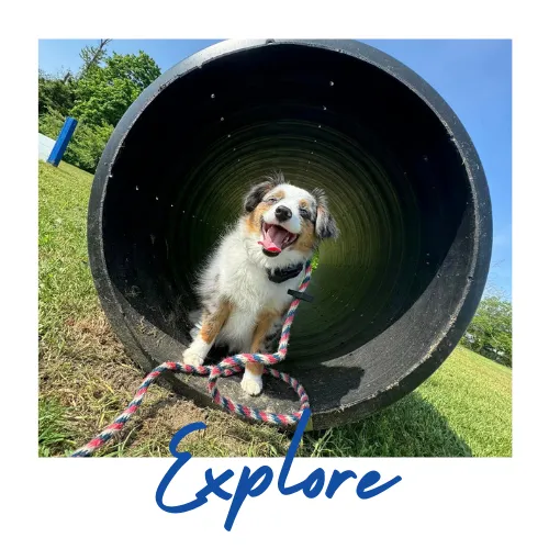 camp blue line k-9 dog training