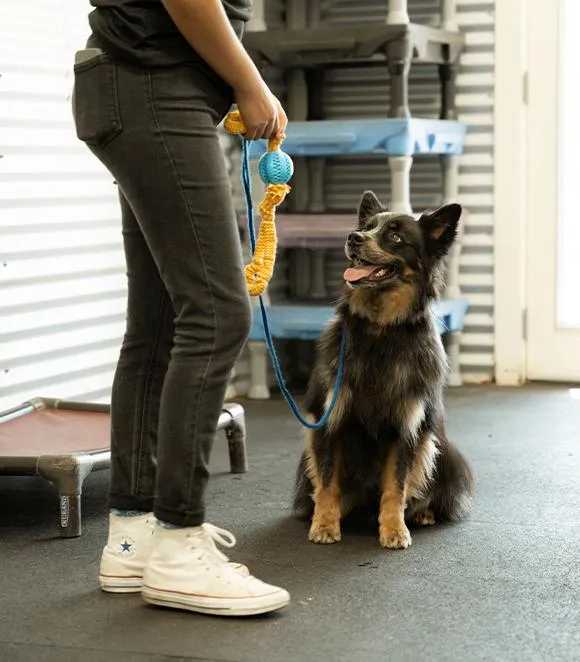 puppy-boarding