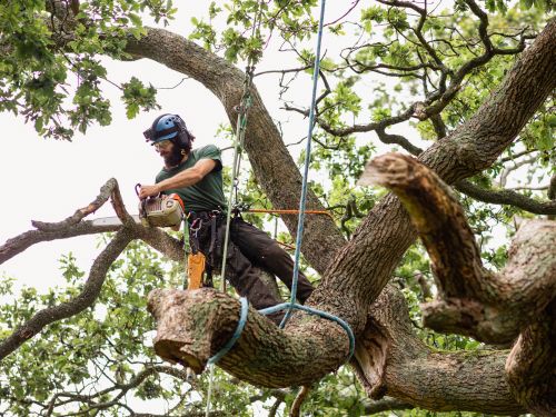 Fallen Tree Removal in Sellersville