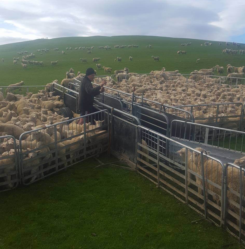 sheep yard work Southland Otago livestock handling and drafting