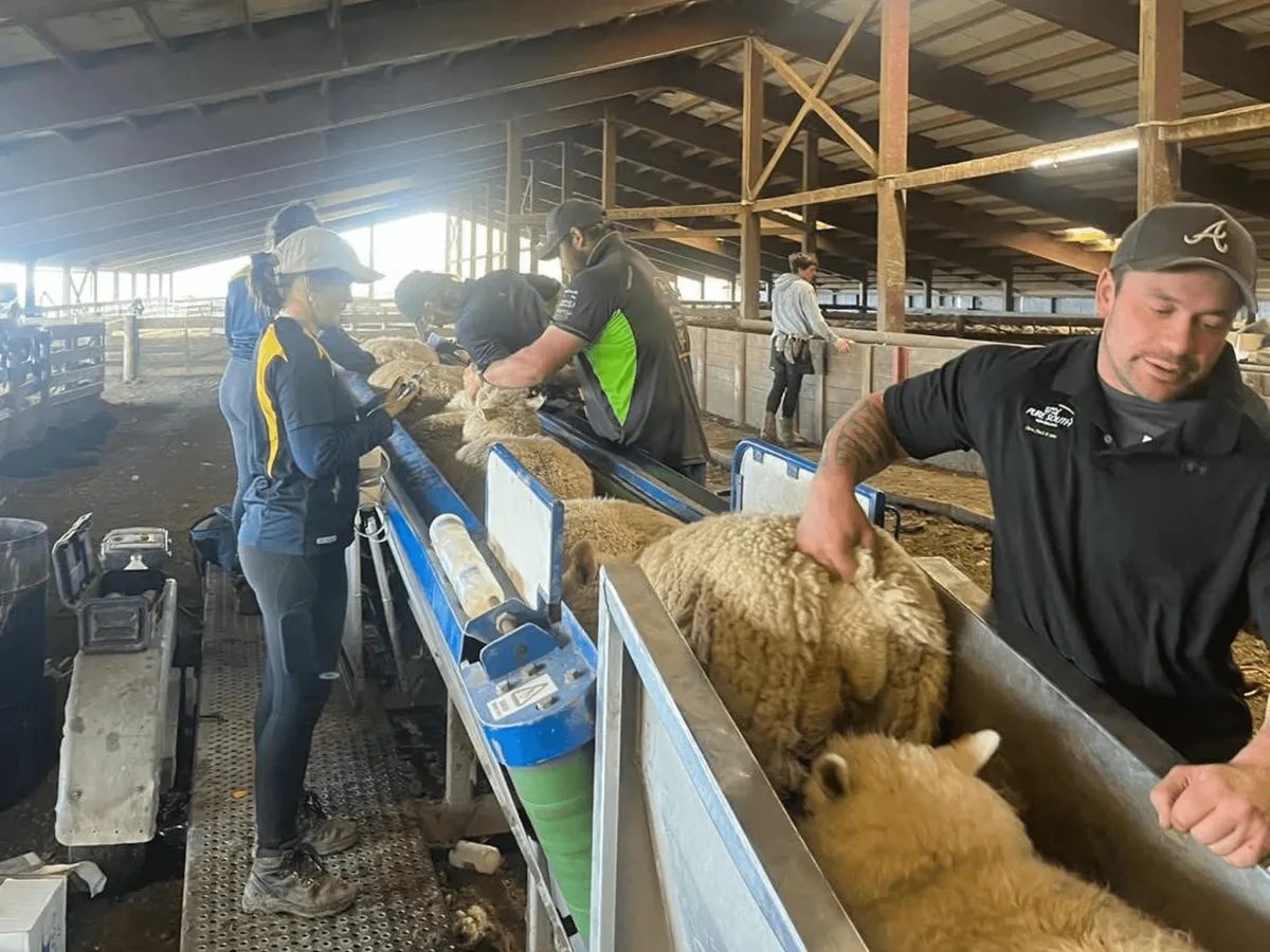 sheep conveyor system Southland Otago livestock handling yards