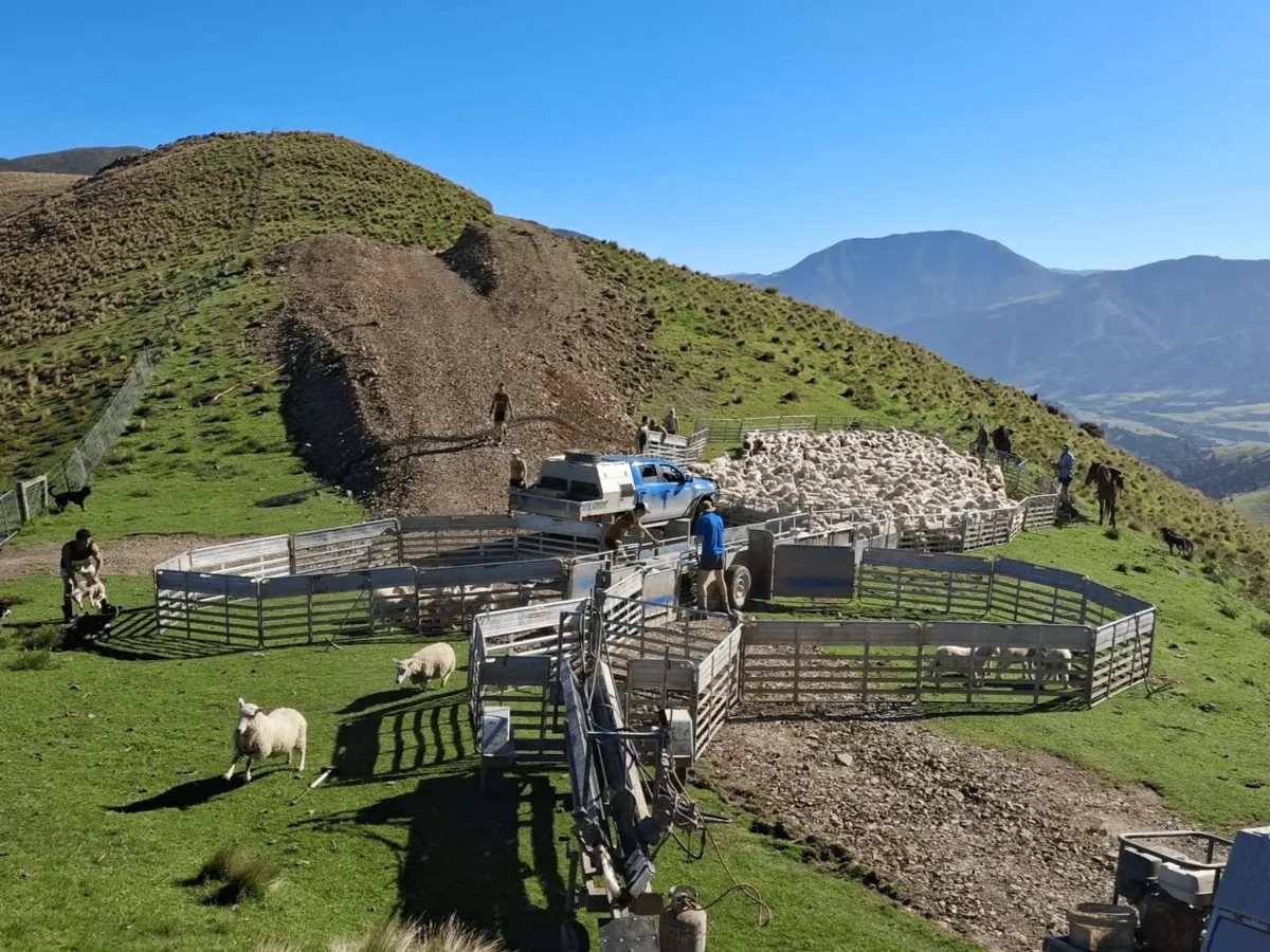 sheep tailing Southland Otago lambing farm work