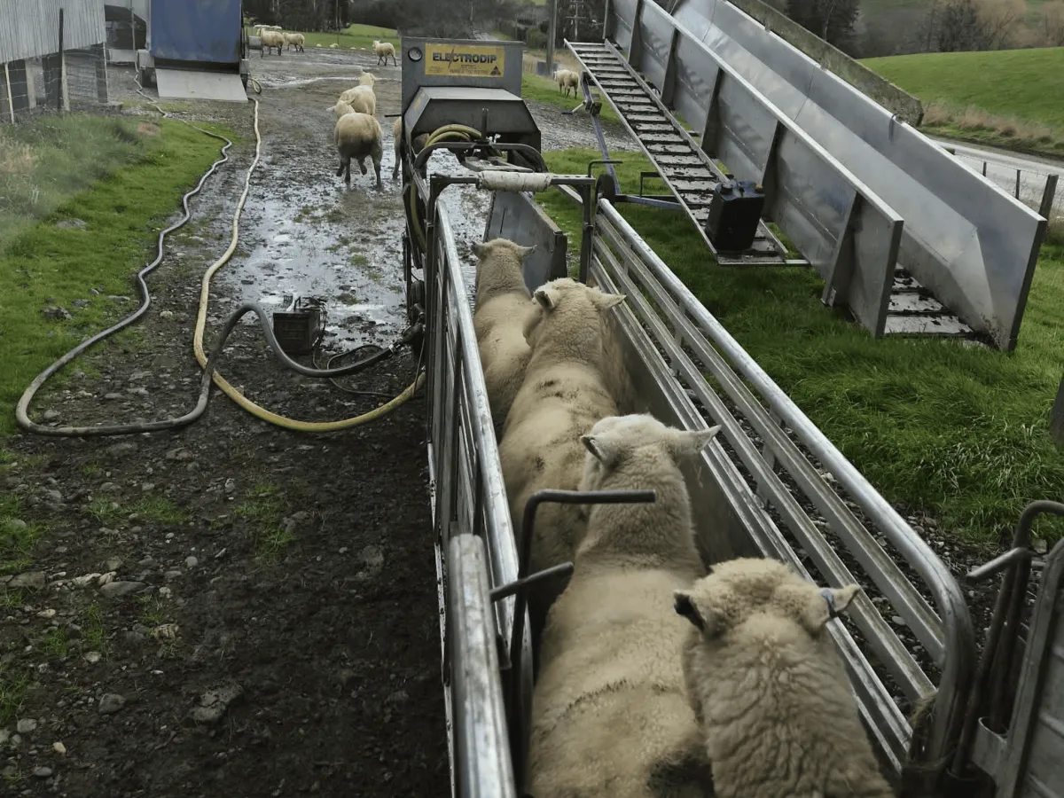 sheep dipping electro dip Southland Otago lice control system
