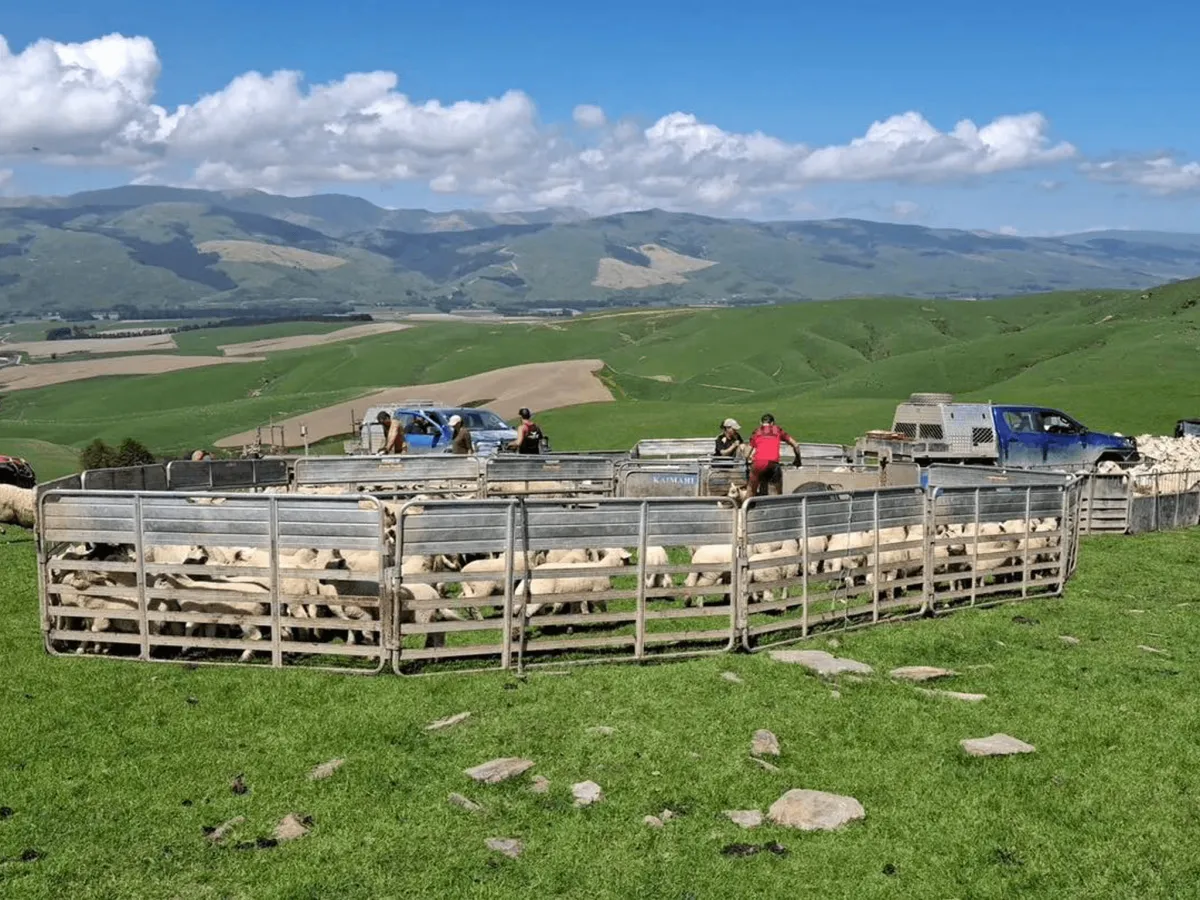 farm labour support Southland Otago sheep farming team