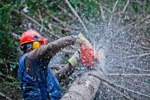 Professional land clearing with chainsaw by Carol Stream Tree Care.