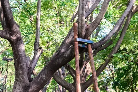 Tree bracing support system installed by Carol Stream Tree Care.