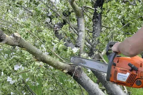 What to Expect from a Professional Tree Trimming Service