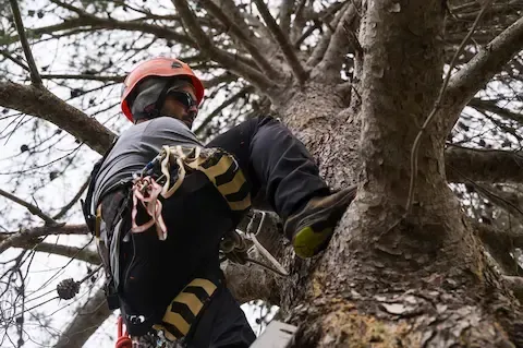 Tree climber using safety gear for pruning work by Carol Stream Tree Care.