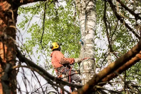 Arborist performing tree trimming with safety harness by Carol Stream Tree Care.