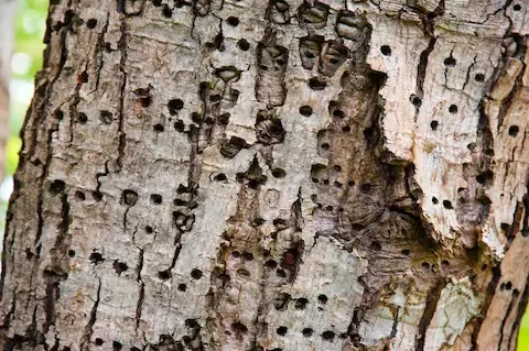 Tree bark damage showing insect or disease infestation treated by Carol Stream Tree Care.