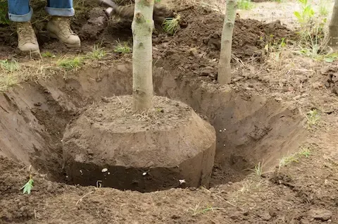 Tree planting and transplanting service by Carol Stream Tree Care.