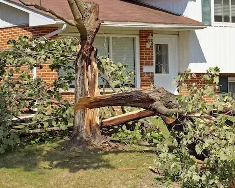 Storm-damaged tree removal near home by Carol Stream Tree Care.