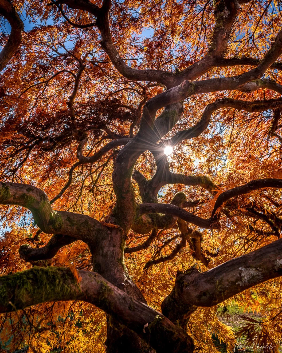 Japanese Maple Tree - Vancouver, BC