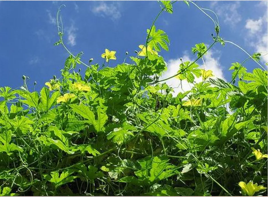 HERB SPOTLIGHT: Momordica Charantia