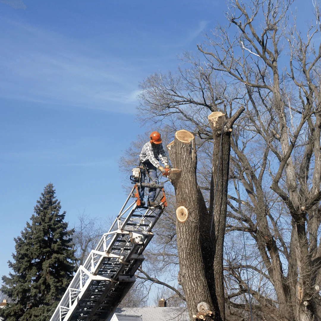 Tree Trimming