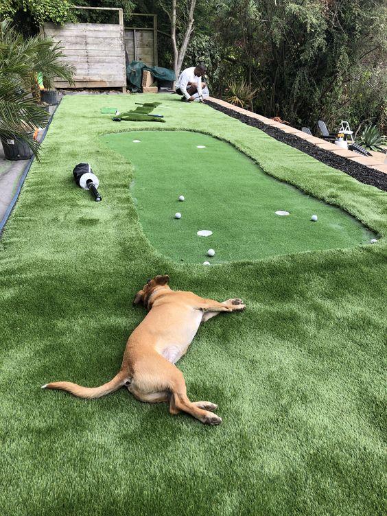 dog lying in artificial grass