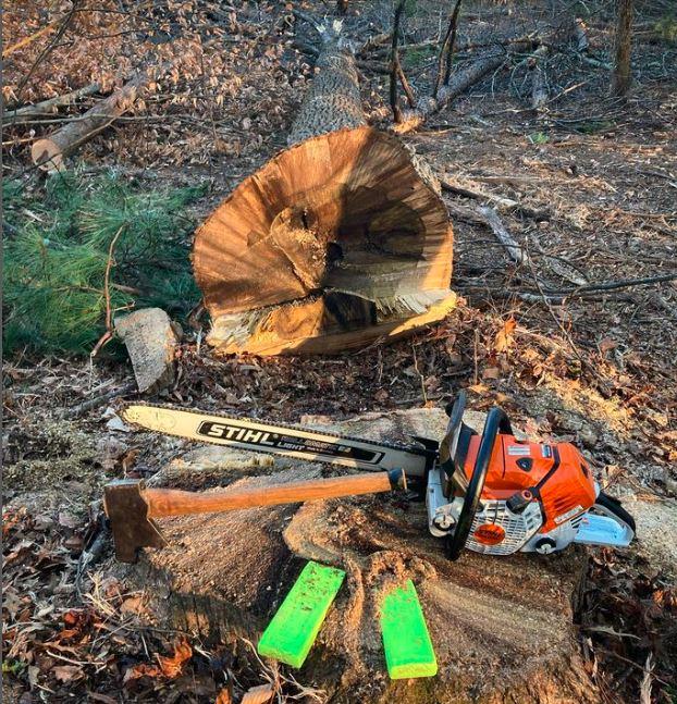 tree torn down by a saw