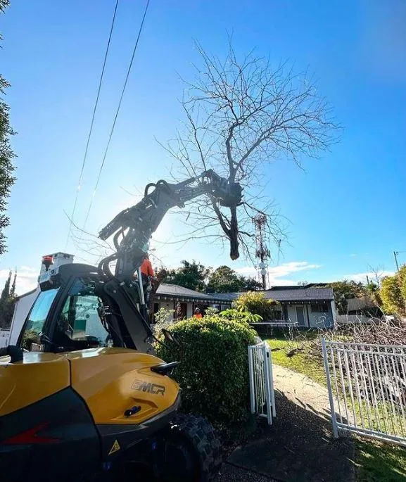 tree removal with arborist crane