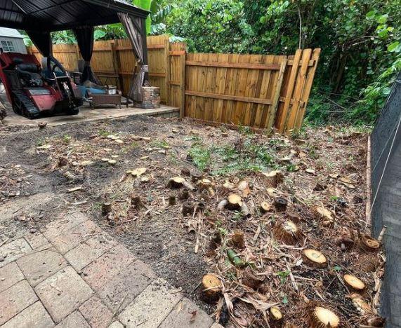 15 small tree stumps before removal