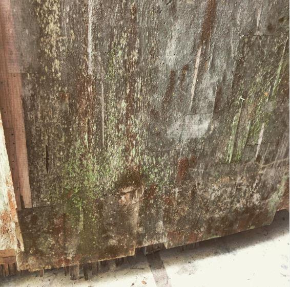 Greenish, white mold on wood