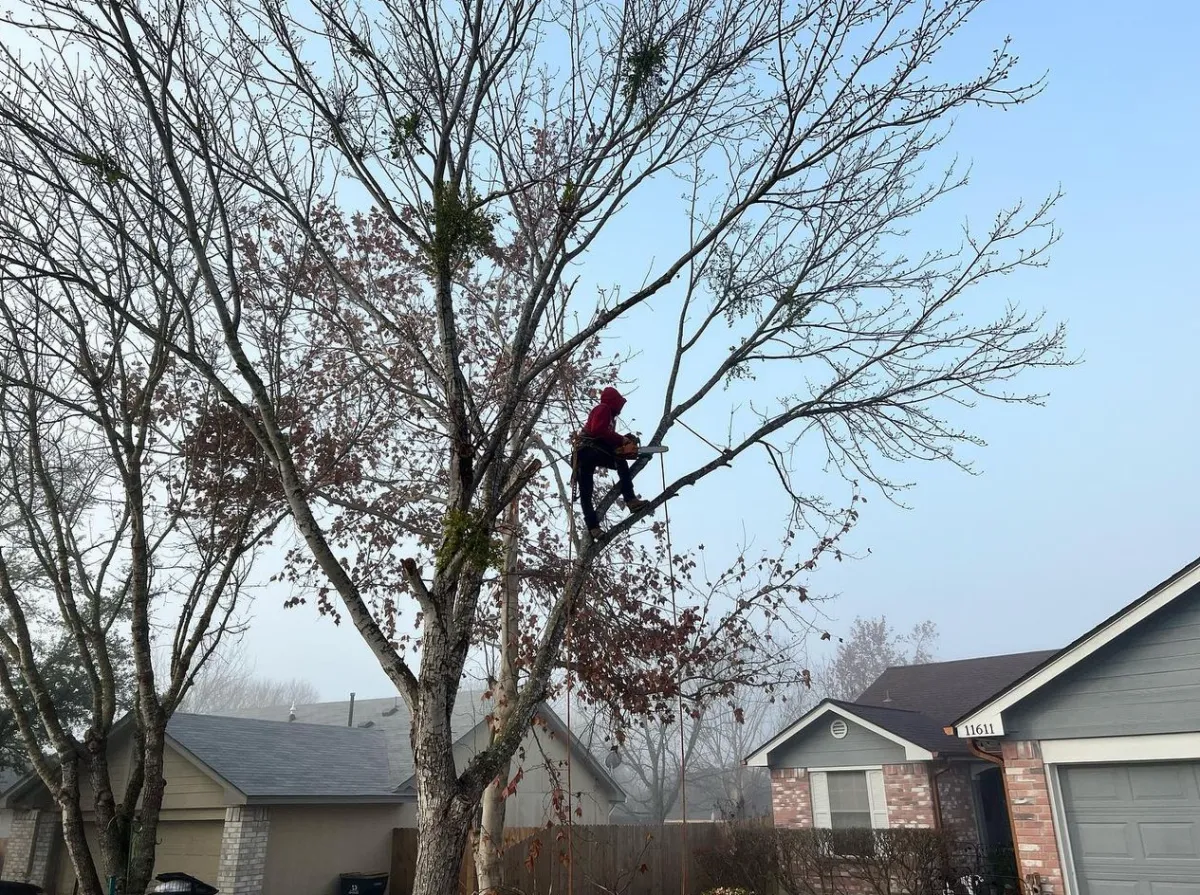 wide view of a man trimming a tree