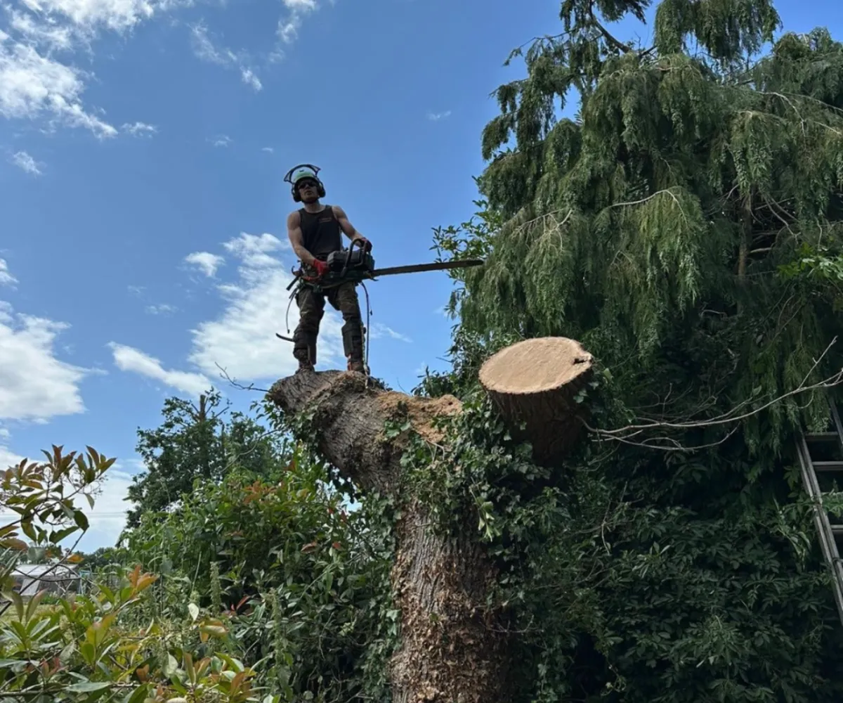 worker halfway through cutting down tree