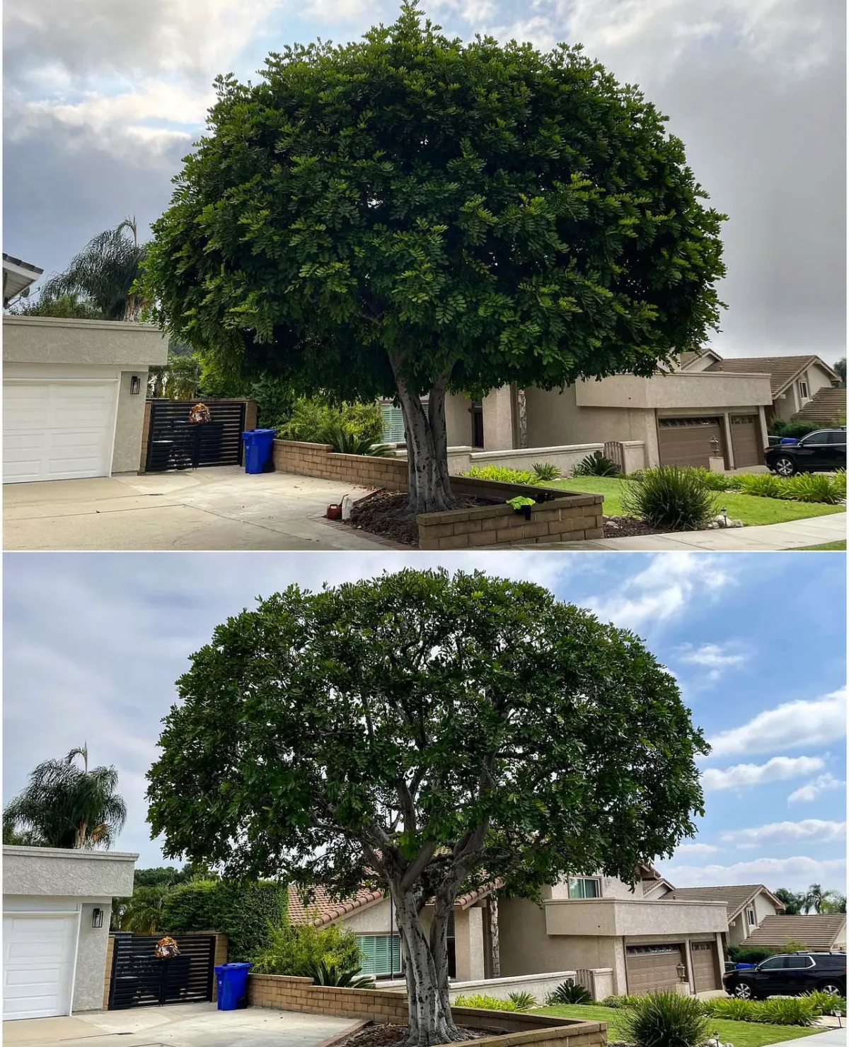 tree trimming before and after