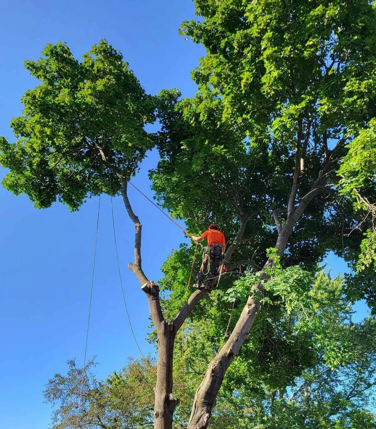 On-going tree removal