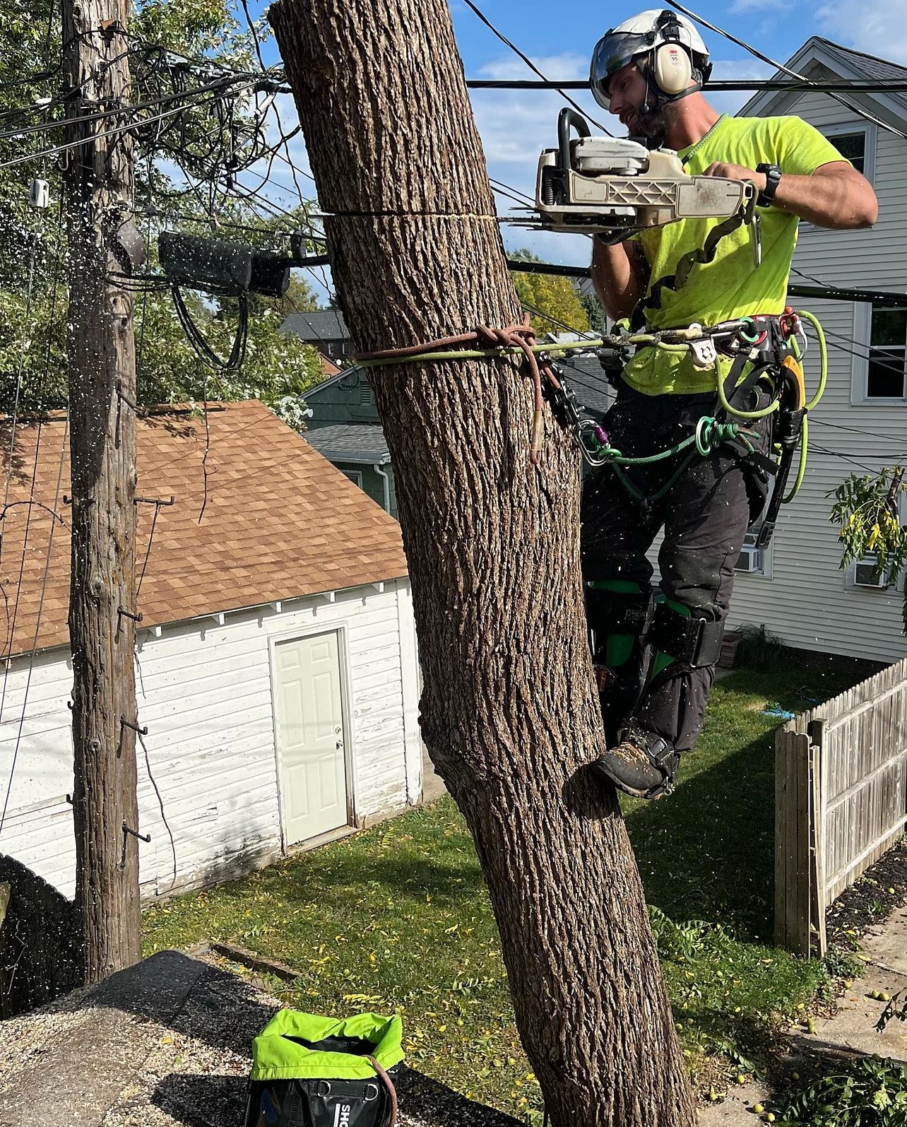 arborist chopping down a tree