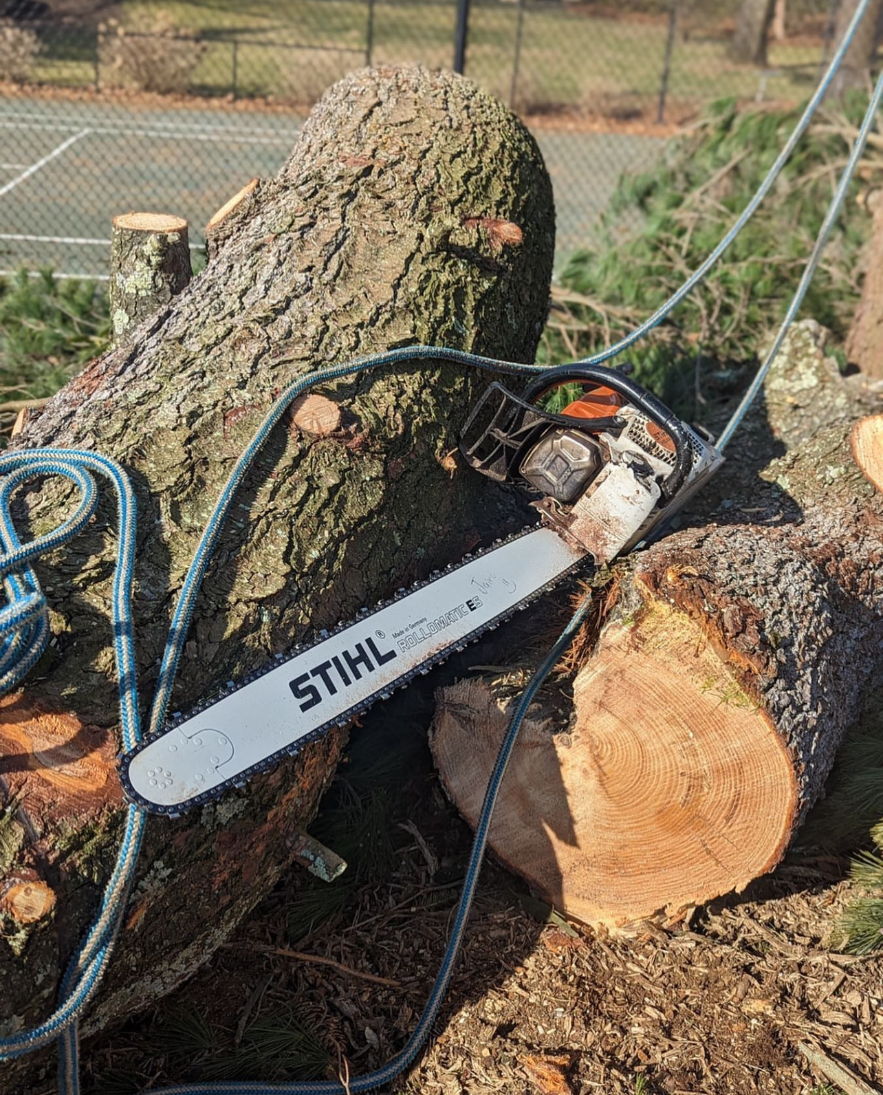 tree trunks removed by a chainsaw