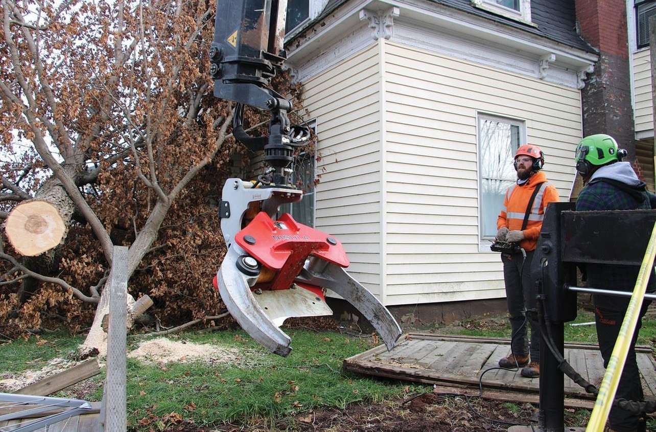 two arborist removing a tree