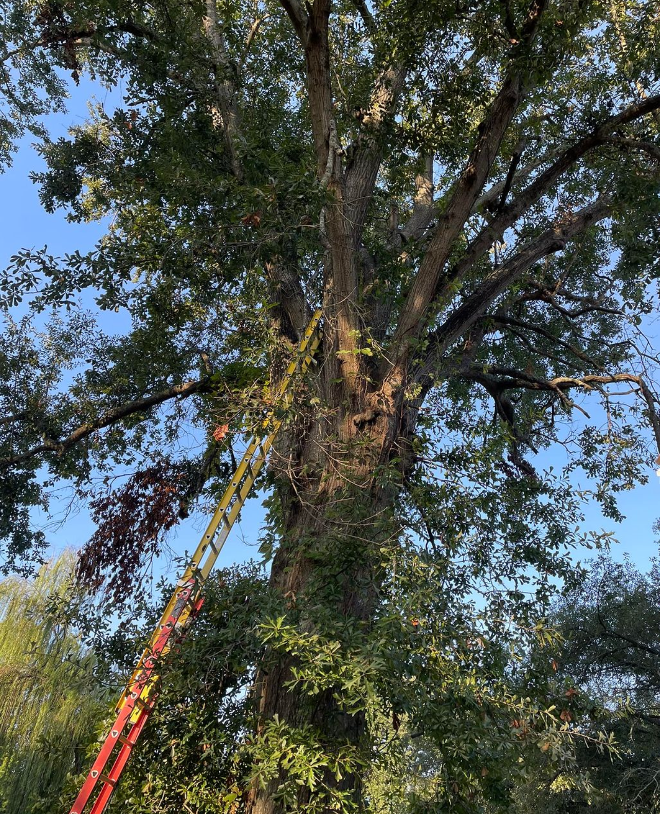 dying oak tree removal