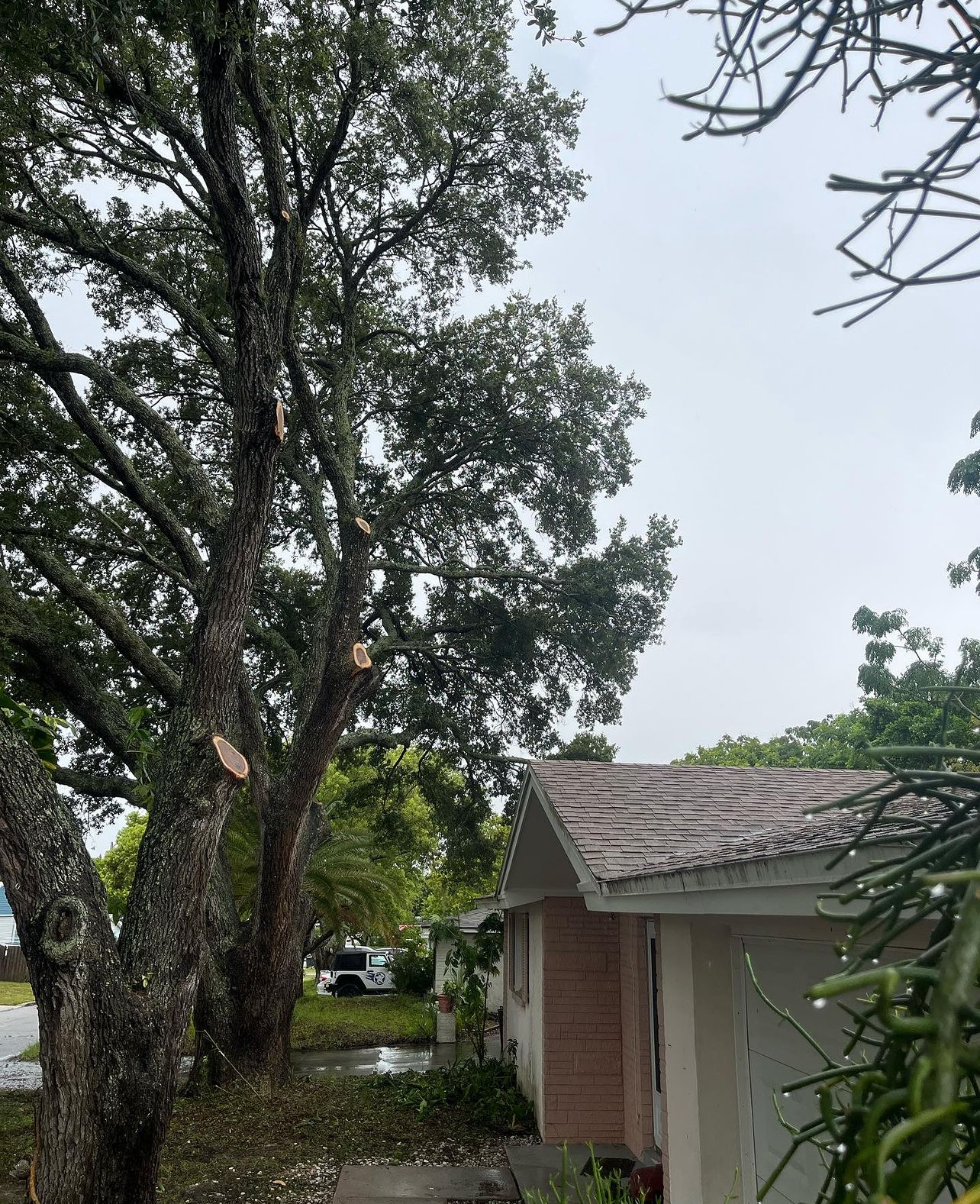 newly trimmed residential trees