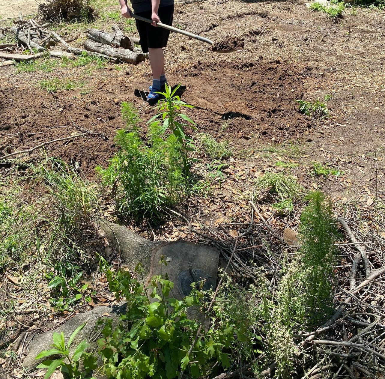 before stump removal