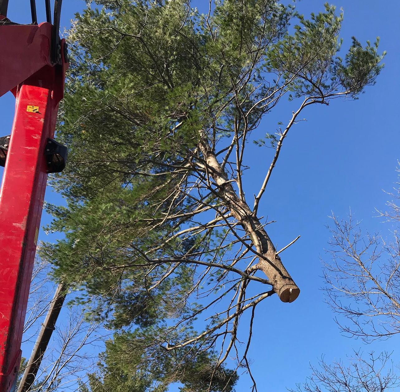 machine assisted tree removal