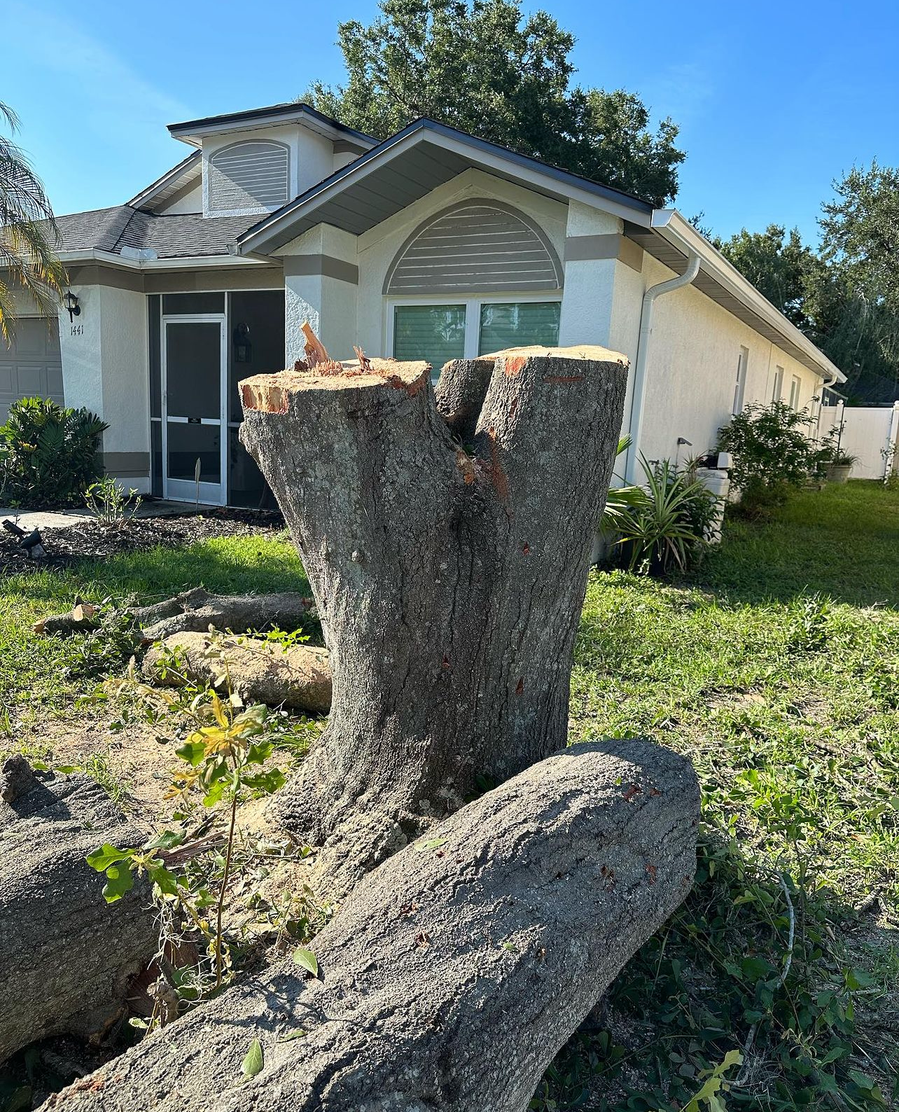 a newly removed tree