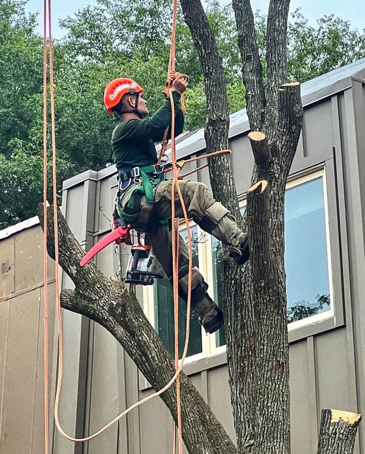 tree-surgeon-trimming-branches