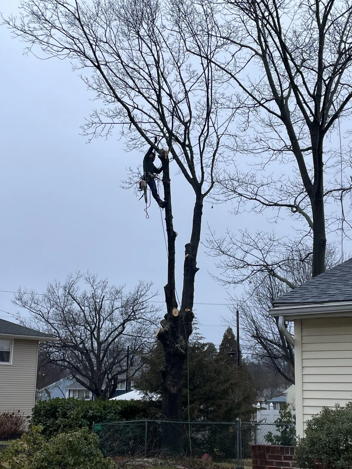 tree in the process of being removed